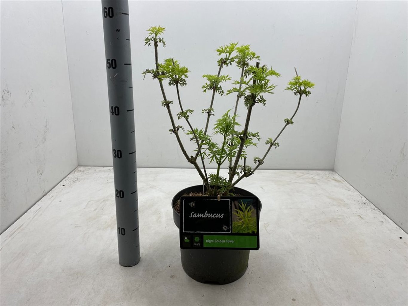 Sambucus nigra 'Golden Tower' - C5